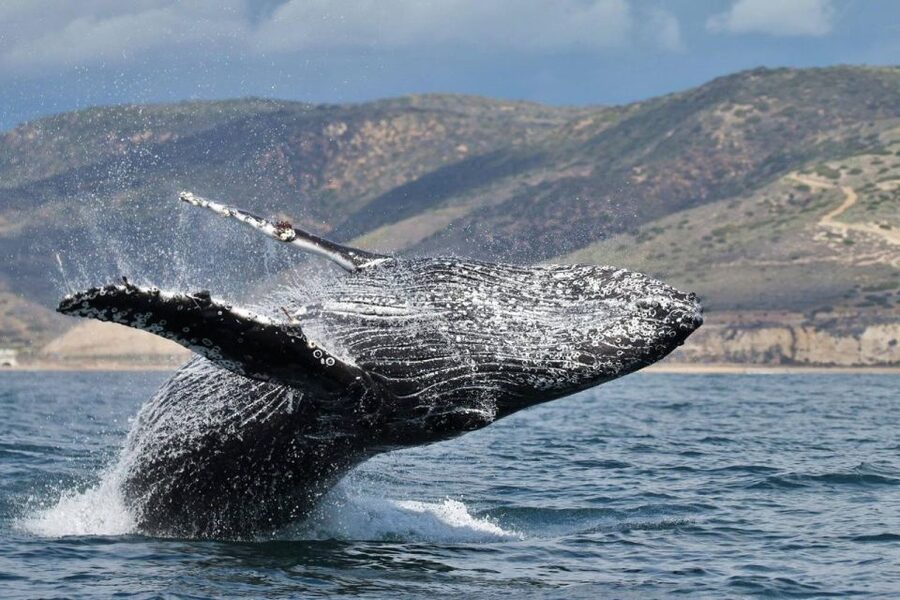 Newport Beach: Whale and Dolphin-Watching Cruise - H2 Heading: Comfort, Motion, and What to Bring