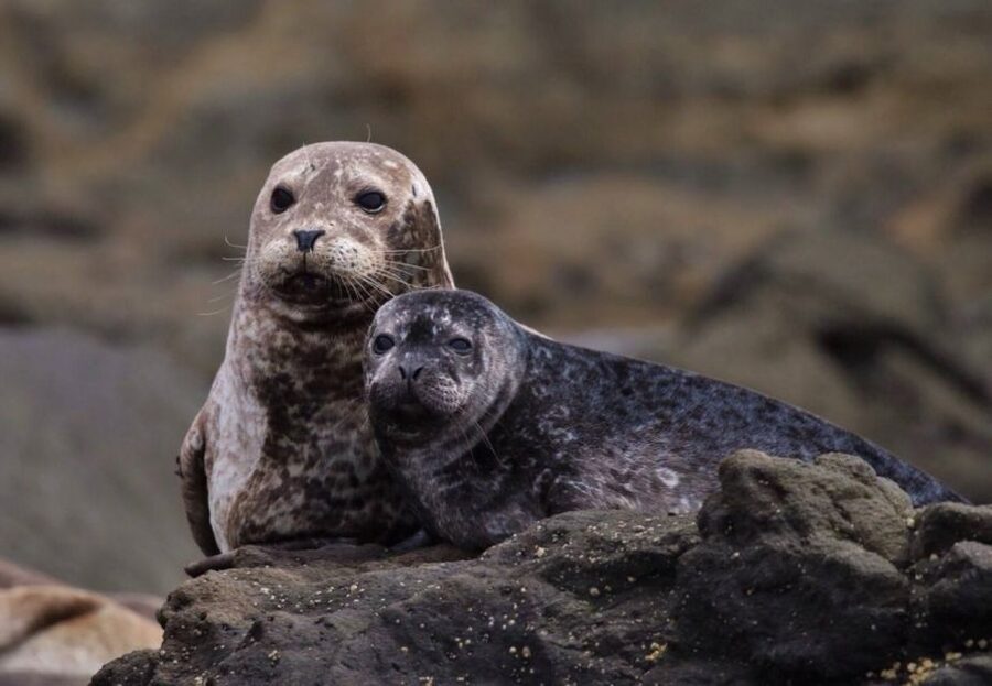 Newport Beach: Whale and Dolphin-Watching Cruise - H2 Heading: The Tour Crew, What You Should Expect From the People on Board