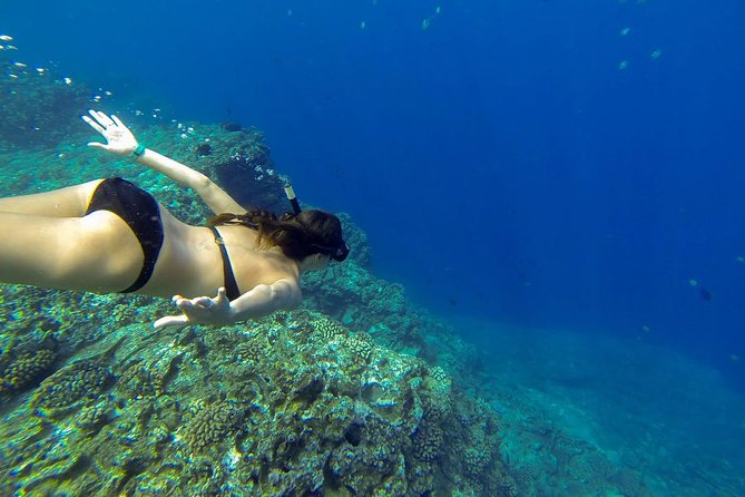 Ni'ihau and Na Pali Coast Snorkel Boat Tour - Ni’ihau, the forbidden island, and offshore wildlife viewing