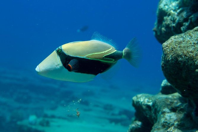 Ni'ihau and Na Pali Coast Snorkel Boat Tour - Food and drinks that make the long boat day actually enjoyable