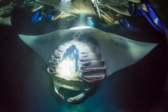 Night Manta Ray Experience - Why a Night Manta Ray Feeding Frenzy Feels Different in Kona