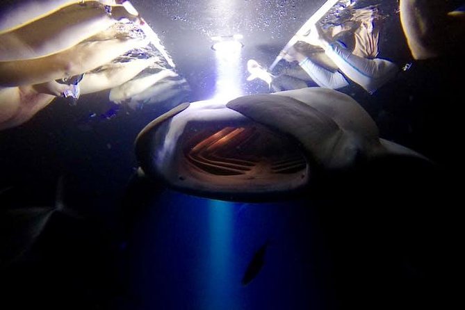 Night Manta Ray Experience - Sea Quest Hawaii Check-In, Gear, and What the Meeting Feels Like