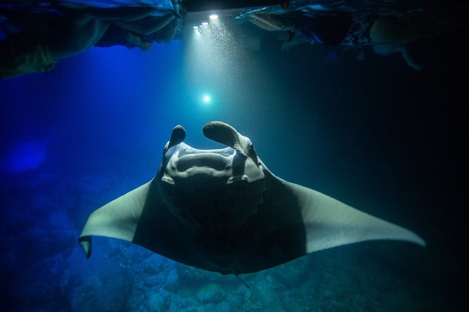 Night Manta Ray Experience - Who This Tour Fits Best, and Who Might Want a Different Option