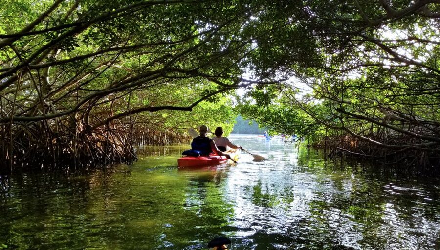 North Miami: Nature & Island Exploration on SUP/Kayak - Should you book North Miami Nature & Island Exploration on SUP or kayak?