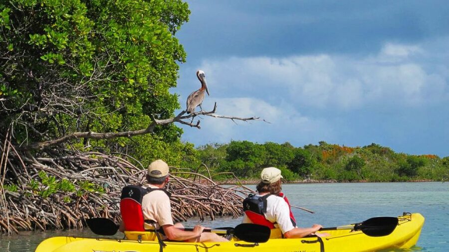 North Miami: Nature & Island Exploration on SUP/Kayak - What you actually do in the 4 hours (step by step)