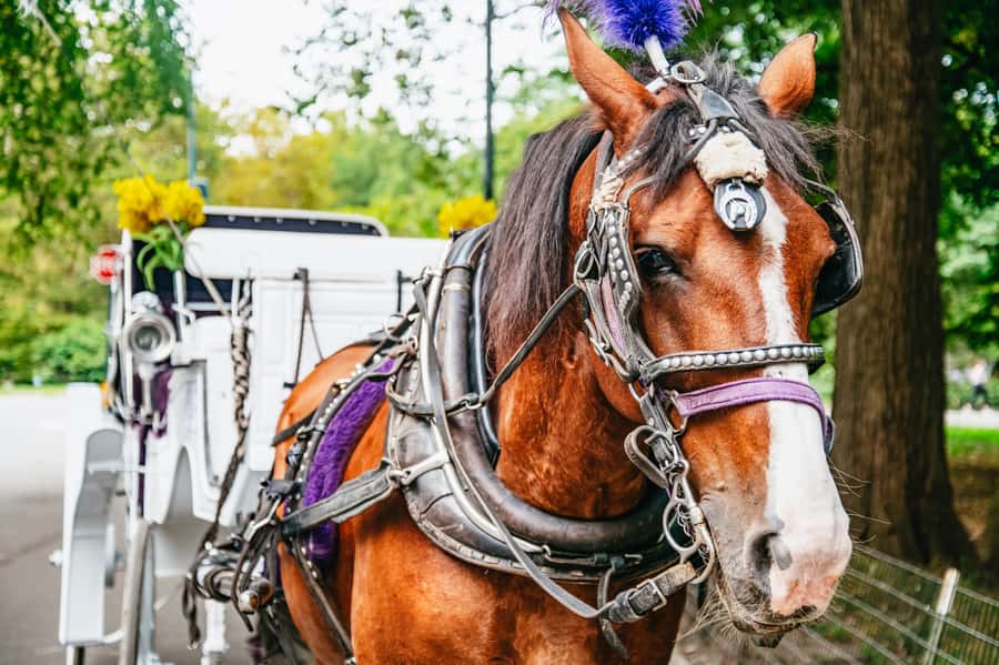 NYC: Guided Central Park Horse Carriage Ride - Key things I’d circle before you book