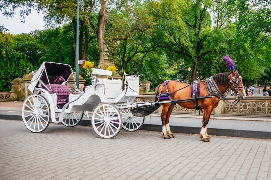 NYC: Guided Central Park Horse Carriage Ride - Timing, weather, and why night rides can feel extra calm