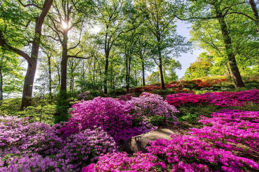 NYC: New York Botanical Garden Pass - Van Gogh’s Flowers (May 24 to October 26, 2025): Living Art for Plant Lovers