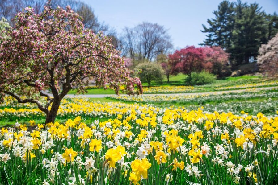 NYC: New York Botanical Garden Pass - The Rose Garden and Native Plants: Where the Garden Shows Its Smart Side