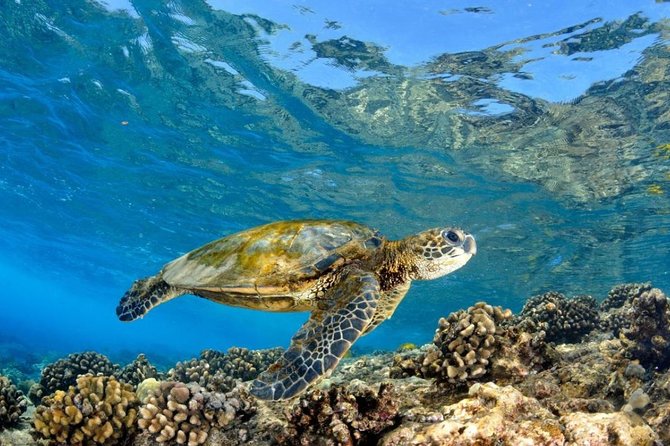 Oahu Circle Island Tour with Turtle Snorkeling— Small-Groups - Macadamia nut farm and Kona coffee: do the fun part