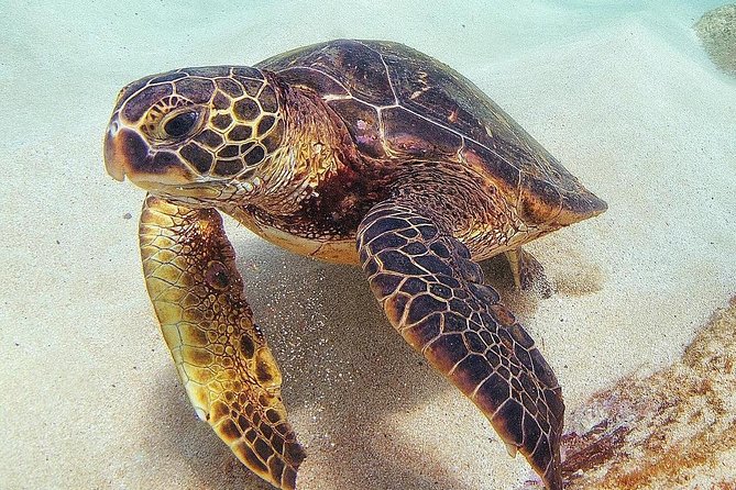 Oahu Circle Island Tour with Turtle Snorkeling— Small-Groups - Kualoa Point and Mokoli‘i: the Chinaman’s Hat moment