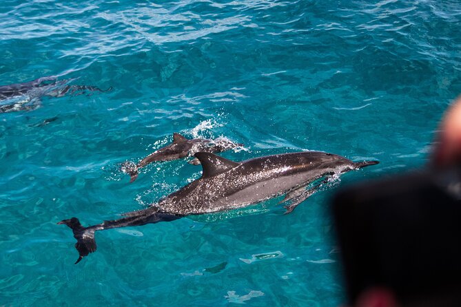 Oahu Dolphin and Snorkel Tour with Waikiki Pickup & Lunch - Getting to Waiʻanae Small Boat Harbor: Early Pickup Math That Matters