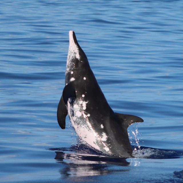 Oahu: Dolphin Swim and Turtle Snorkel Excursion in Waianae - Who this trip is best for, and who should skip it