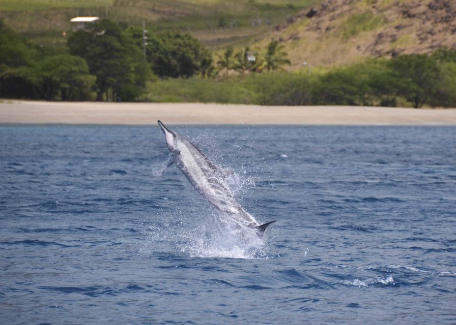 Oahu: Dolphin Swim and Turtle Snorkel Excursion in Waianae - How the Waianae trip actually feels once you’re on the water