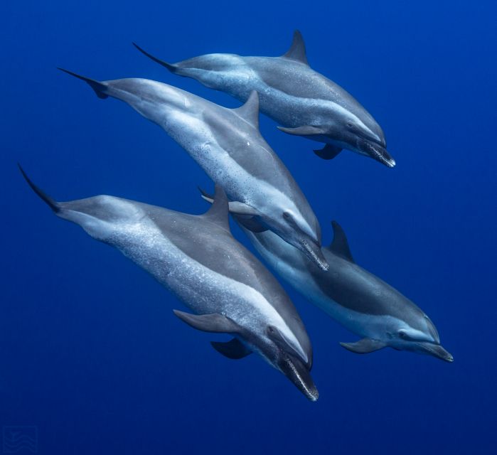 Oahu: Dolphin Swim and Turtle Snorkel Excursion in Waianae - The safety briefing that sets the tone (and keeps it chill)