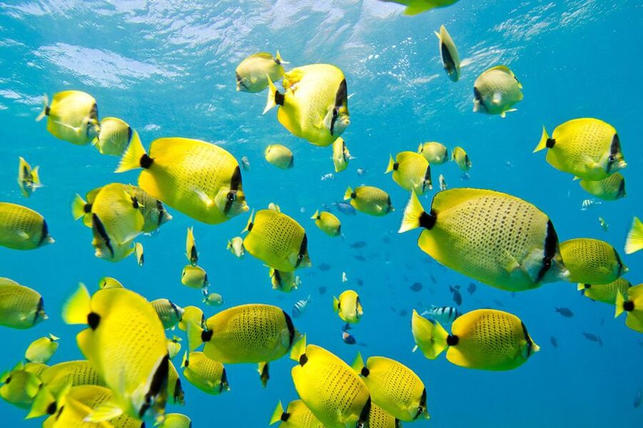 Oahu: Dolphin Swim and Turtle Snorkel Excursion in Waianae - The boat cruise: dolphins first, whales in winter, surprises if you’re lucky