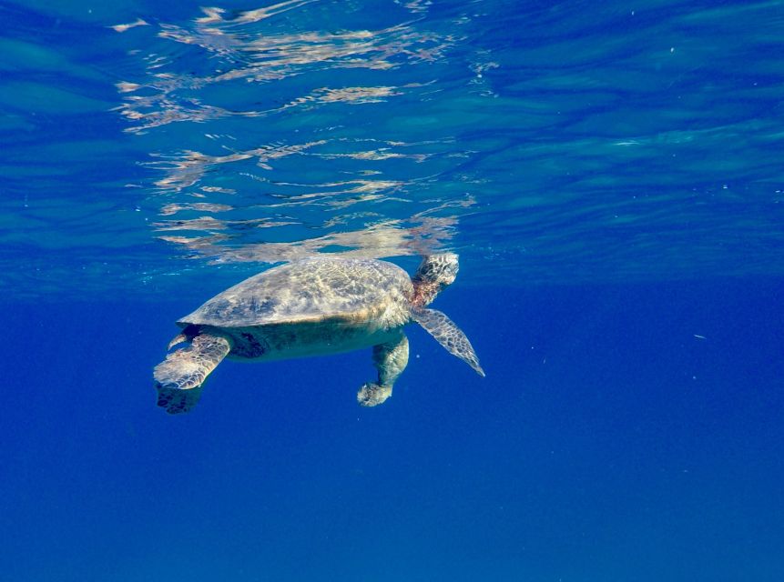 Oahu: Dolphin Swim and Turtle Snorkel Excursion in Waianae - Lunch on the water: included food that actually reduces stress
