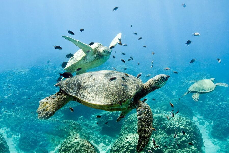 Oahu: Dolphin Swim and Turtle Snorkel Excursion in Waianae - Reef rules and what to pack for a smooth turtle snorkel