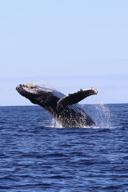 Oahu: Dolphin Swim and Turtle Snorkel Excursion in Waianae - Pickup in Waikiki or Ko Olina, and the real schedule window