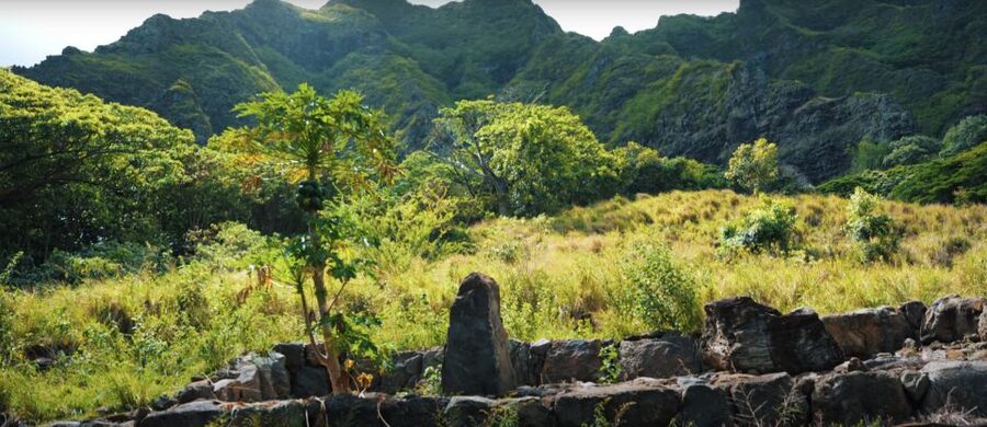 Oahu: Kualoa Open Air Jungle Expedition Tour - The Optional Hike in Kaaawa and Hakipuu Valleys