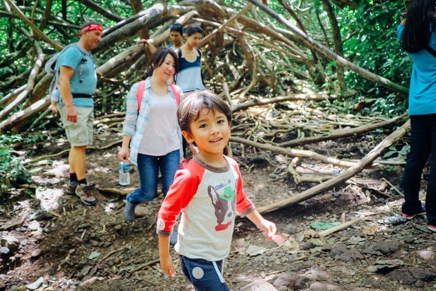 Oahu: Manoa Falls Waterfall Hike with Lunch and Transfers - Lunch at Tantalus Lookout, Diamond Head Views Included