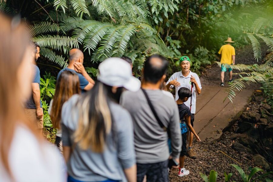Oahu: Manoa Falls Waterfall Hike with Lunch and Transfers - What to Pack for a Wet, Muddy Rainforest Day
