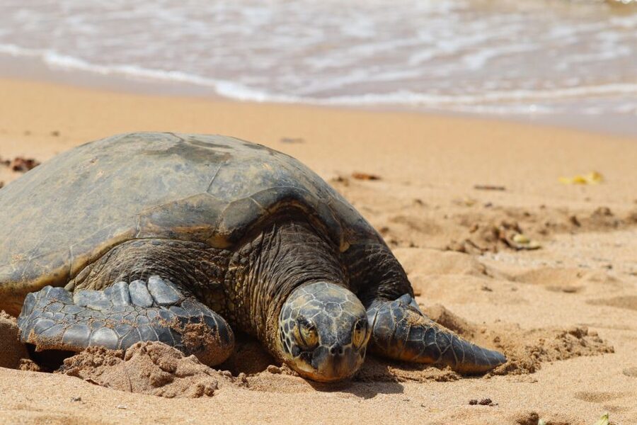 Oahu: Oahu Ultimate Grand Circle Island Tour - Starting Out in Waikiki: Where the Day Really Begins