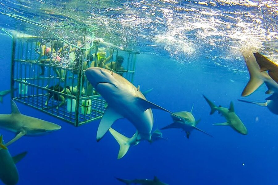 Oahu: Shark Cage Dive on the North Shore - North Shore boat ride from Haleiwa Small Boat Harbor