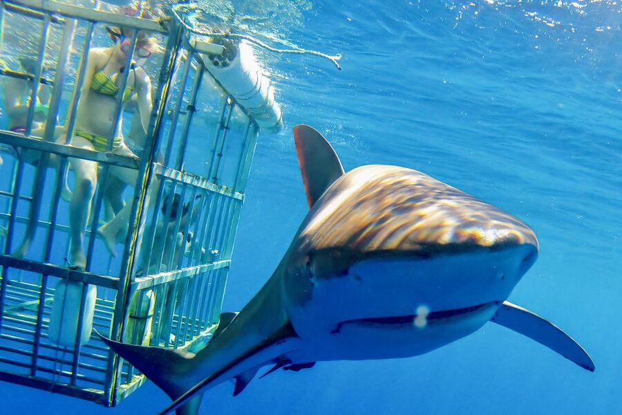 Oahu: Shark Cage Dive on the North Shore - The cage swim: inches from sharks with 8-person limits