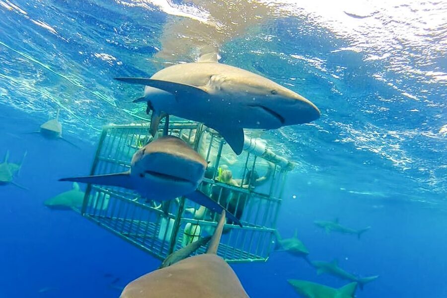 Oahu: Shark Cage Dive on the North Shore - What you might see besides sharks in the North Shore waters