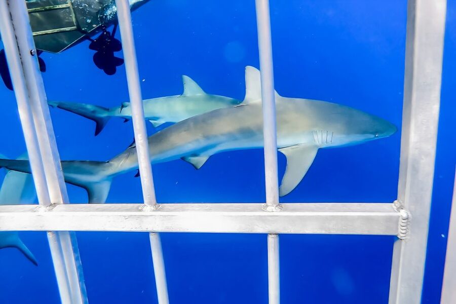 Oahu: Shark Cage Dive on the North Shore - Pricing and value: is $99 worth it?
