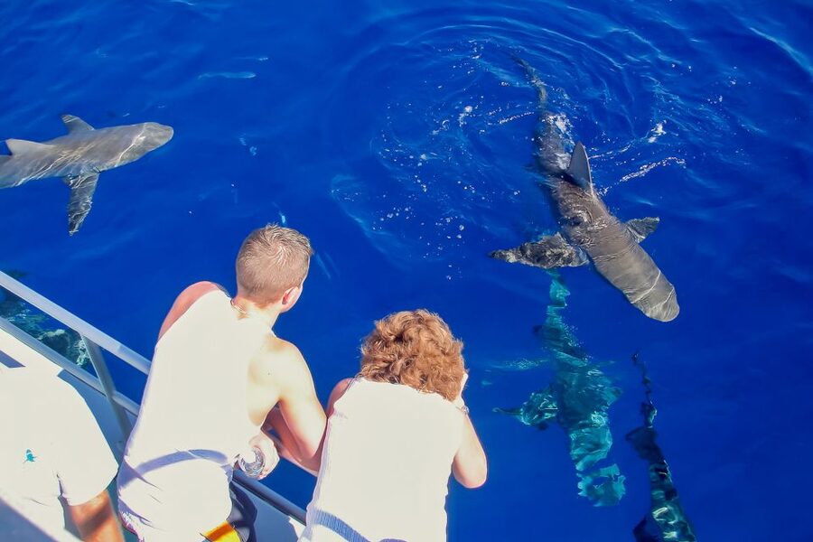Oahu: Shark Cage Dive on the North Shore - Who this Oahu shark cage swim fits best