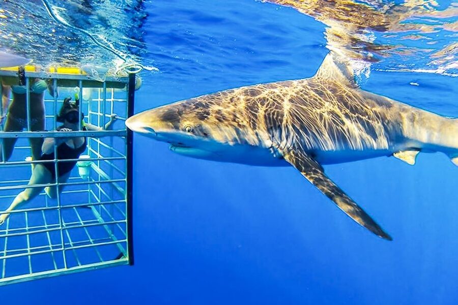 Oahu: Shark Cage Dive on the North Shore - The small details that make the day smoother