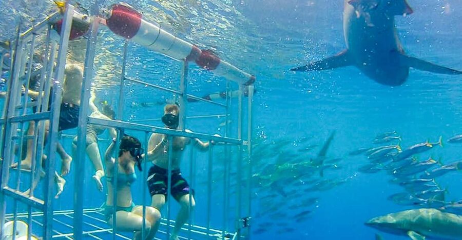 Oahu: Shark Cage Dive on the North Shore - Safety briefing and gear, no strong swimmer needed