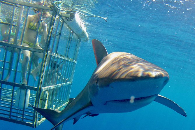 Oahu Shark Dive - The cruise portion: wildlife chances before the sharks