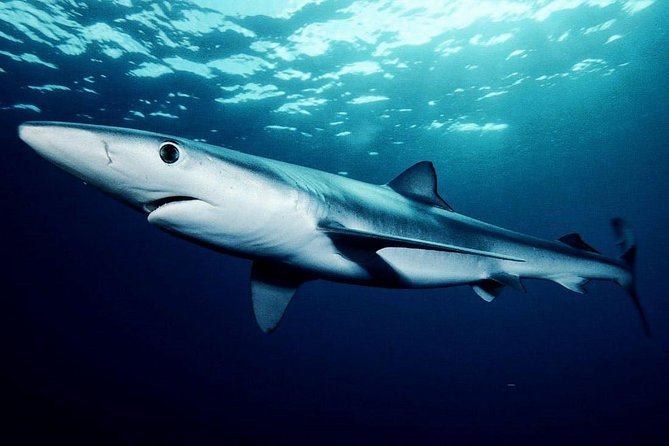 Oahu Shark Dive - Inside the shark cage: timing, visibility, and what you actually feel