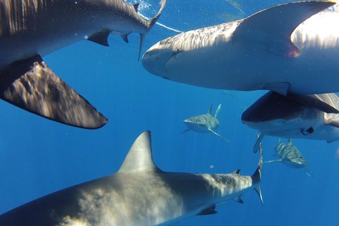 Oahu Shark Dive - Sharks you might see: Galapagos, hammerhead, sandbar, and more