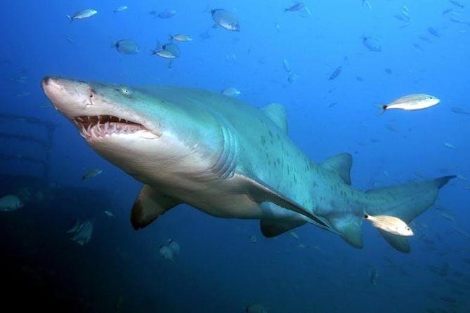Oahu Shark Dive - Deck viewing option: if you want sharks, but not the cage