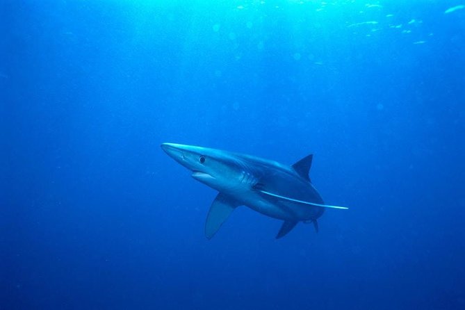 Oahu Shark Dive - Snorkeling gear included, plus the real-world comfort check