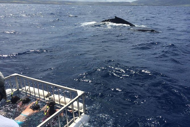 Oahu Shark Dive - What to bring (and how to not miss the photos)