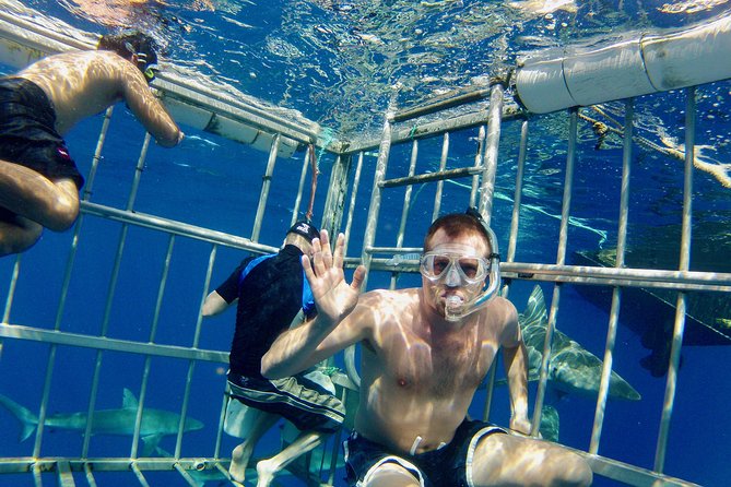 Oahu Shark Dive - North Shore Shark Adventures on the water: small-group setup and crew coaching
