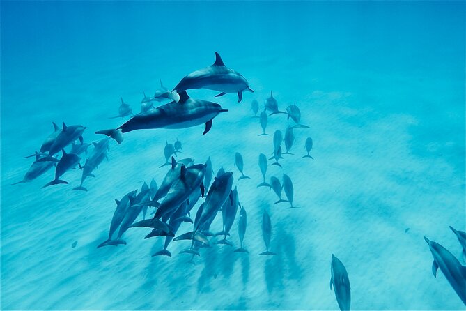 Oahu: Swim with Dolphins on the West Coast - Key things to know before you go