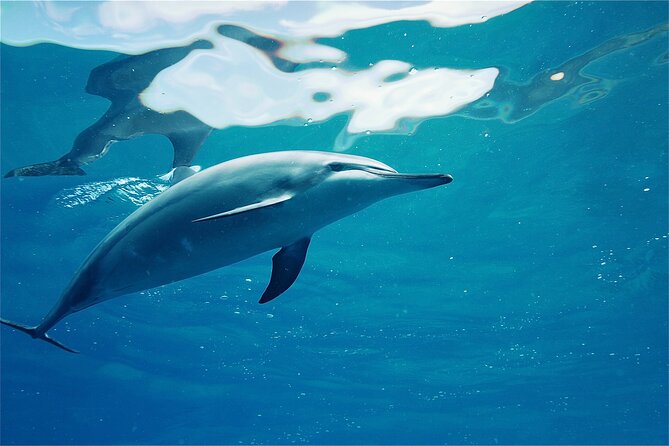 Oahu: Swim with Dolphins on the West Coast - Why the west coast of Oahu is a strong pick for dolphins