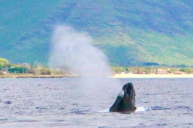 Oahu: Swim with Dolphins on the West Coast - Wildlife spotting with real rules, not wishful thinking