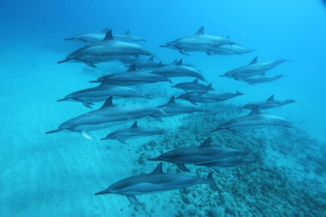 Oahu: Swim with Dolphins on the West Coast - Swimming and snorkeling: what you really get in the water