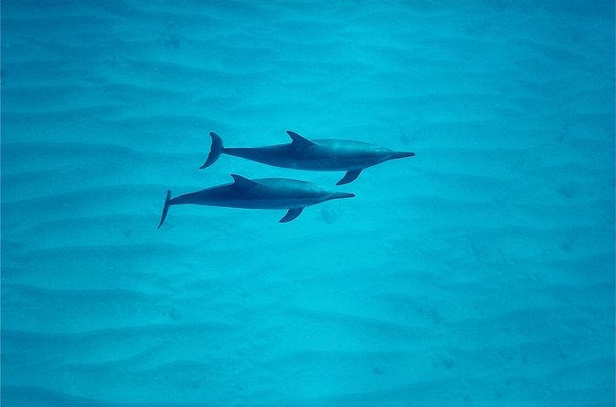 Oahu: Swim with Dolphins on the West Coast - Lunch onboard: what’s included, and what to pack