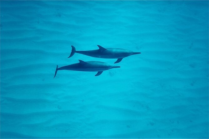 Oahu: Swim with Dolphins on the West Coast - Price and value: $187.43 makes sense if you want the full package