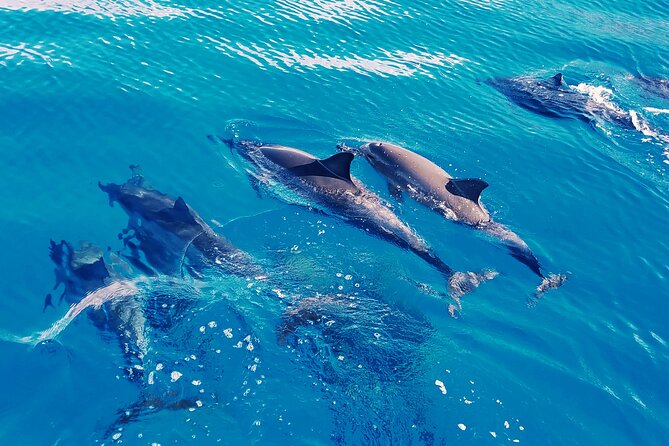 Oahu: Swim with Dolphins on the West Coast - Onboard comfort: a big catamaran, plus room for your group