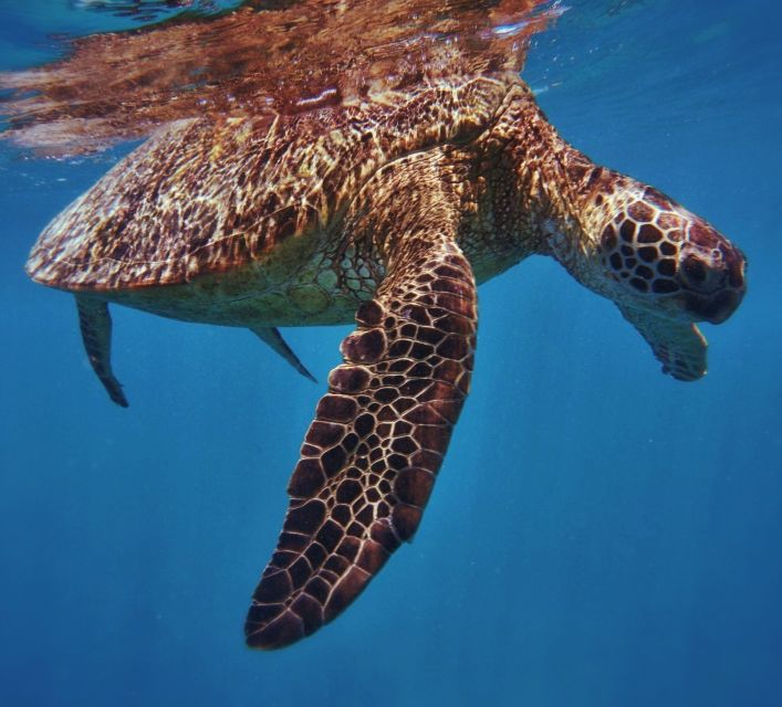 Oahu: Turtle Canyon Snorkeling Boat Tour - Who Runs the Show at Pier B (Charter Oahu) and Why It Matters