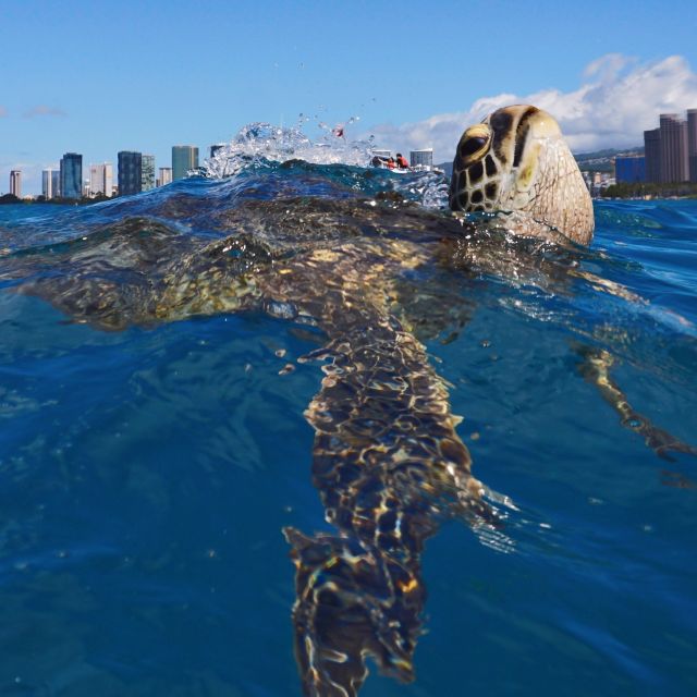 Oahu: Turtle Canyon Snorkeling Boat Tour - What You’ll See Besides Turtles: Reef Life and Bonus Wildlife